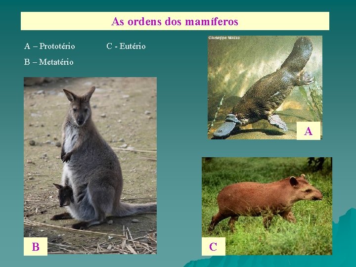 As ordens dos mamíferos A – Prototério C - Eutério B – Metatério A