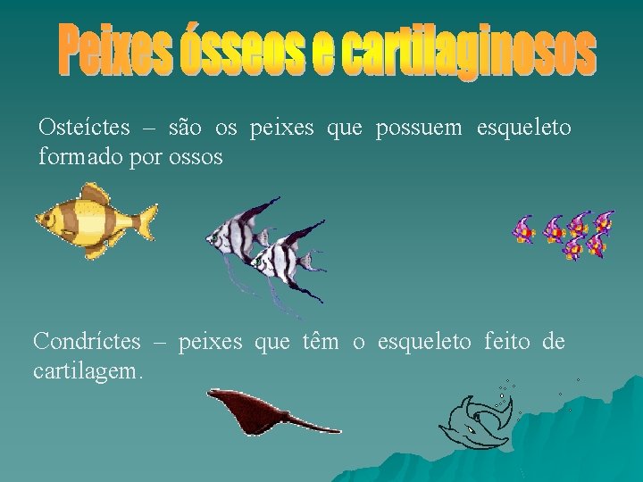 Osteíctes – são os peixes que possuem esqueleto formado por ossos Condríctes – peixes