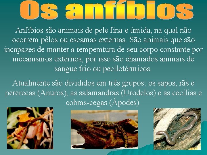 Anfíbios são animais de pele fina e úmida, na qual não ocorrem pêlos ou