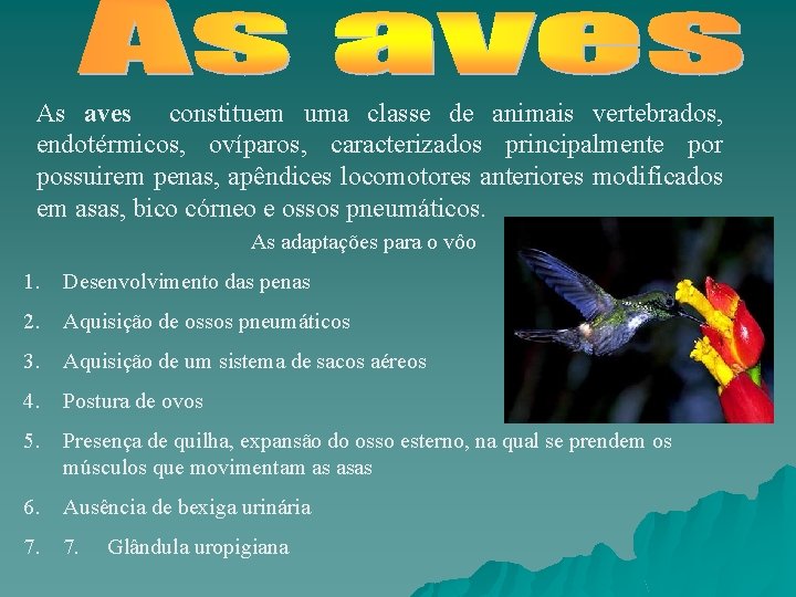 As aves constituem uma classe de animais vertebrados, endotérmicos, ovíparos, caracterizados principalmente por possuirem