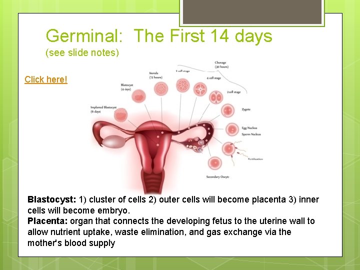 Germinal: The First 14 days (see slide notes) Click here! Blastocyst: 1) cluster of