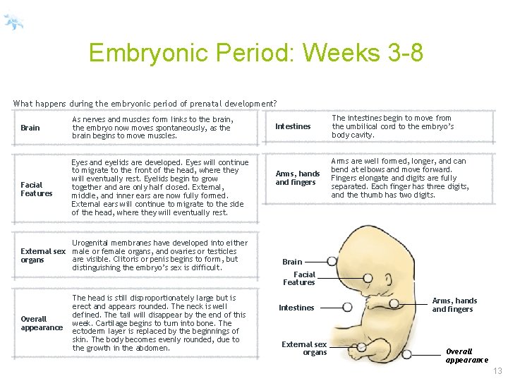 Embryonic Period: Weeks 3 -8 What happens during the embryonic period of prenatal development?