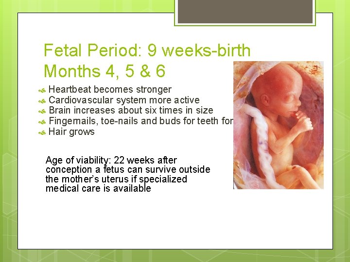 Fetal Period: 9 weeks-birth Months 4, 5 & 6 Heartbeat becomes stronger Cardiovascular system