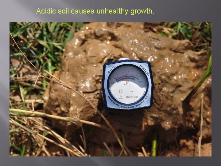 Acidic soil causes unhealthy growth. 