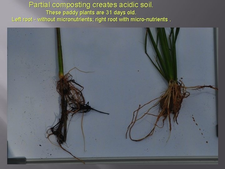 Partial composting creates acidic soil. These paddy plants are 31 days old. Left root