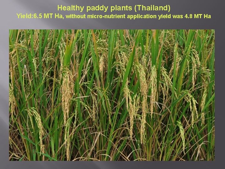 Healthy paddy plants (Thailand) Yield: 6. 5 MT Ha, without micro-nutrient application yield was