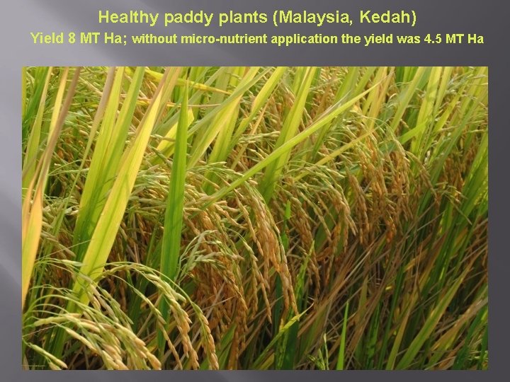 Healthy paddy plants (Malaysia, Kedah) Yield 8 MT Ha; without micro-nutrient application the yield