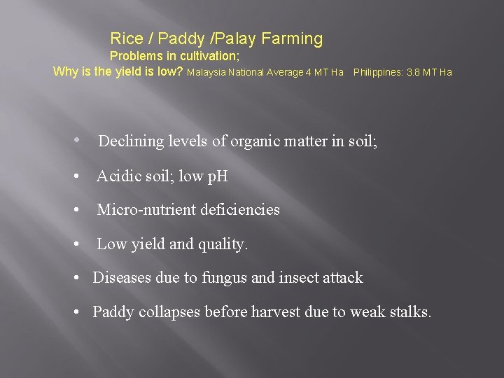 Rice / Paddy /Palay Farming Problems in cultivation; Why is the yield is low?