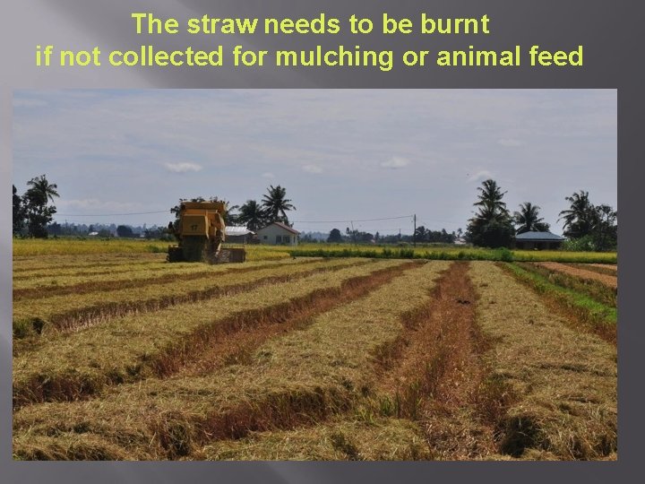 The straw needs to be burnt if not collected for mulching or animal feed