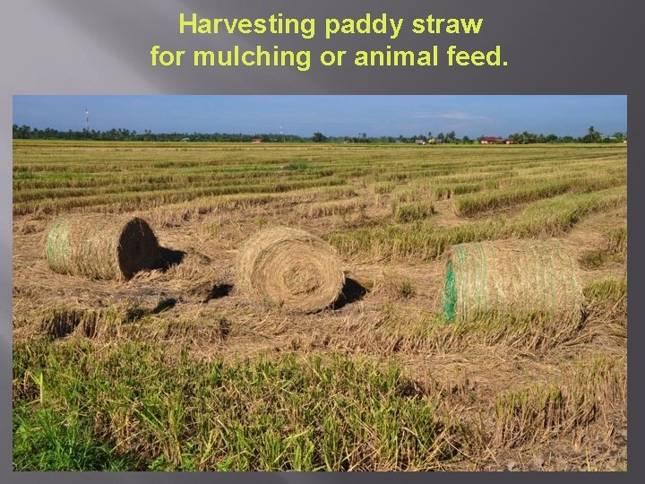 Harvesting paddy straw for mulching or animal feed. 
