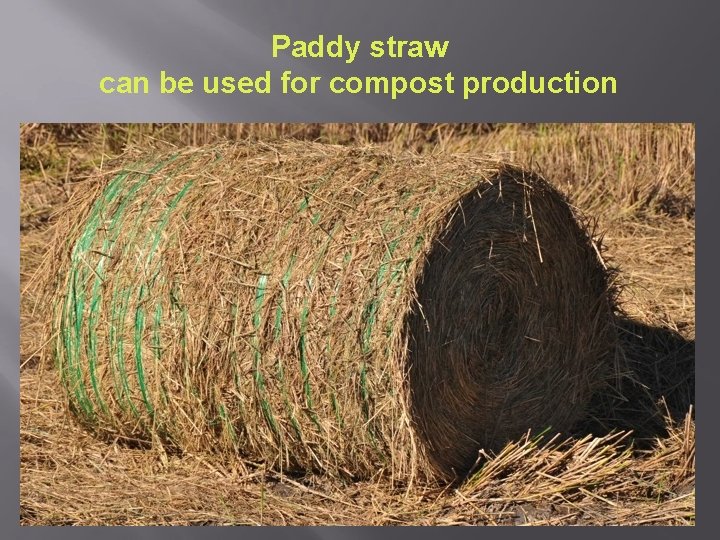 Paddy straw can be used for compost production 