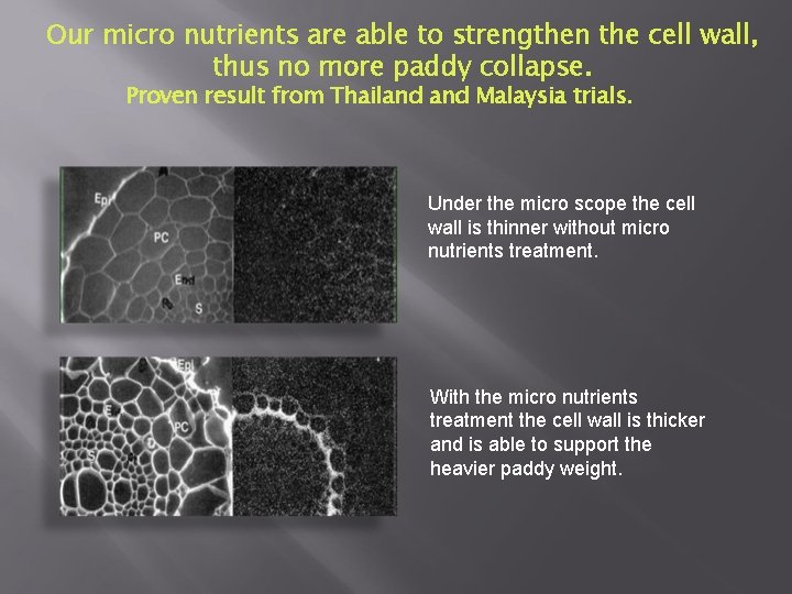 Our micro nutrients are able to strengthen the cell wall, thus no more paddy