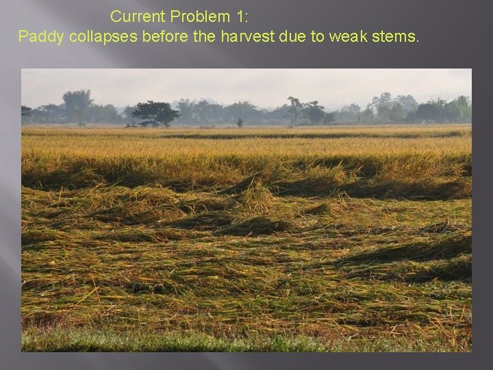 Current Problem 1: Paddy collapses before the harvest due to weak stems. 