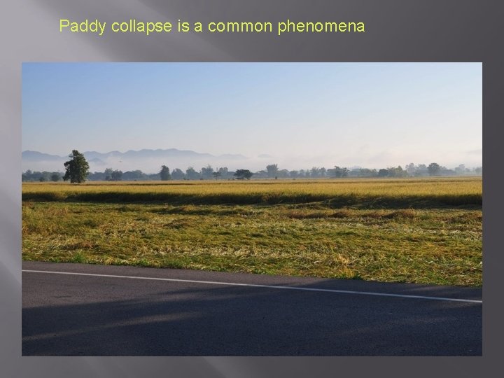 Paddy collapse is a common phenomena 