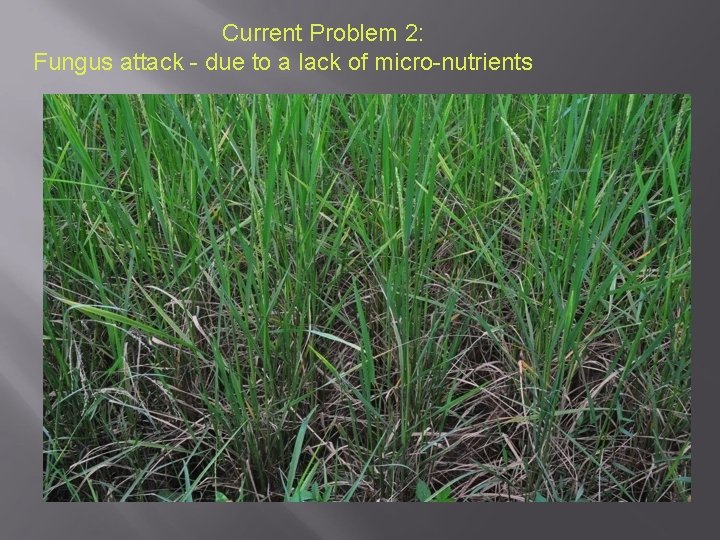 Current Problem 2: Fungus attack - due to a lack of micro-nutrients 