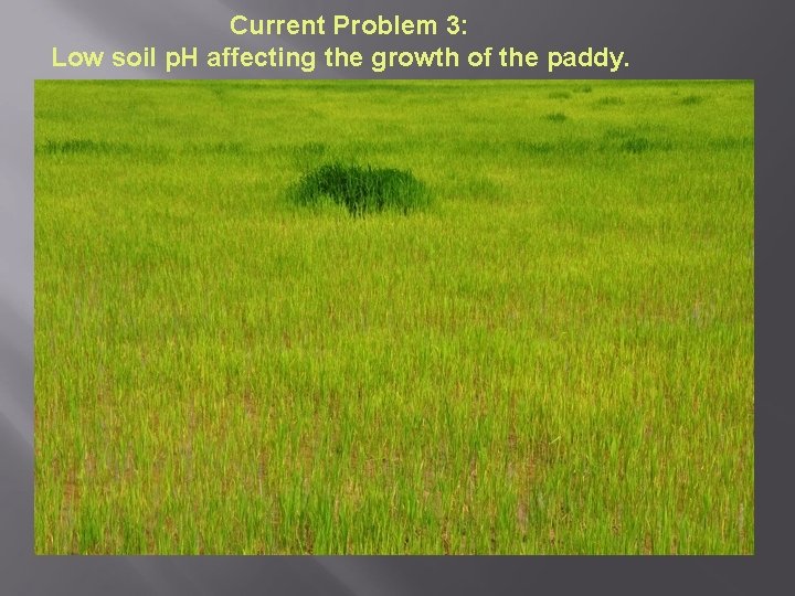 Current Problem 3: Low soil p. H affecting the growth of the paddy. 