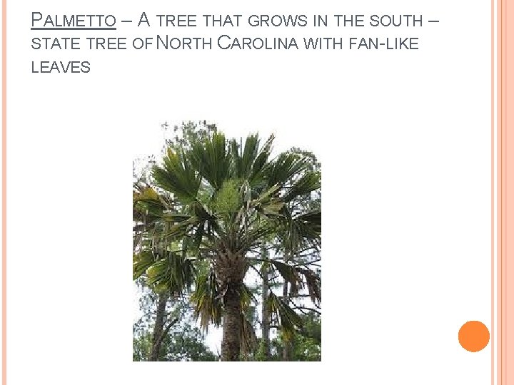 PALMETTO – A TREE THAT GROWS IN THE SOUTH – STATE TREE OF NORTH