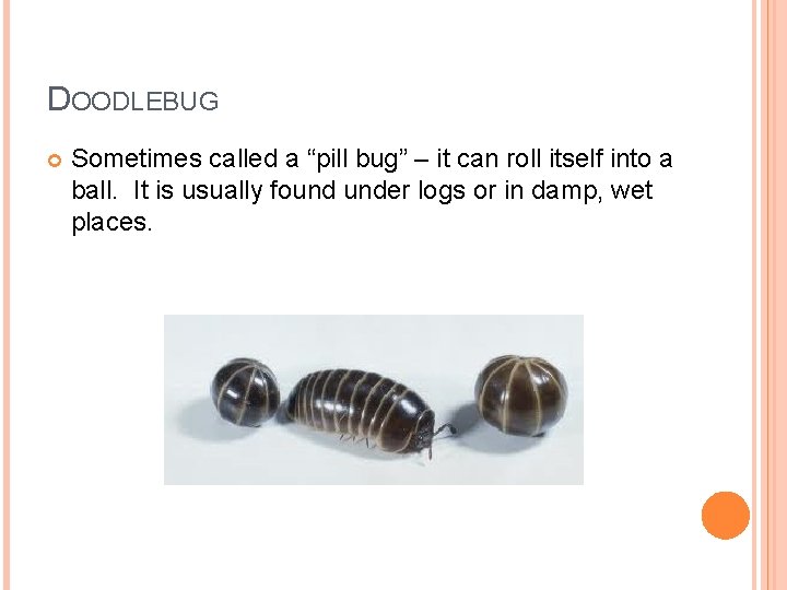 DOODLEBUG Sometimes called a “pill bug” – it can roll itself into a ball.