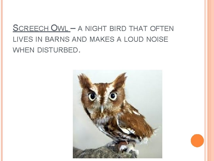 SCREECH OWL – A NIGHT BIRD THAT OFTEN LIVES IN BARNS AND MAKES A