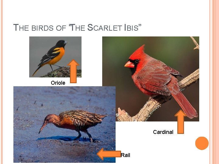 THE BIRDS OF “THE SCARLET IBIS” Oriole Cardinal Rail 