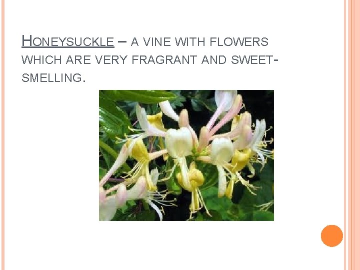 HONEYSUCKLE – A VINE WITH FLOWERS WHICH ARE VERY FRAGRANT AND SWEETSMELLING. 