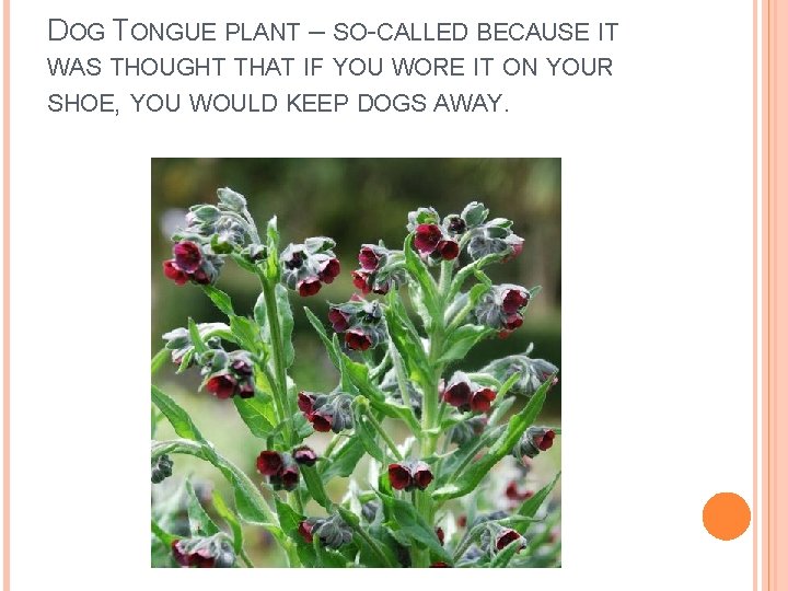 DOG TONGUE PLANT – SO-CALLED BECAUSE IT WAS THOUGHT THAT IF YOU WORE IT