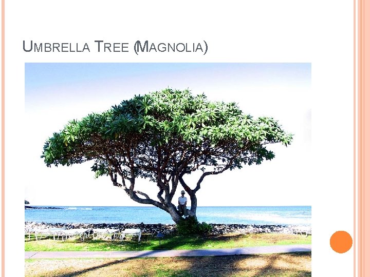 UMBRELLA TREE (MAGNOLIA) 