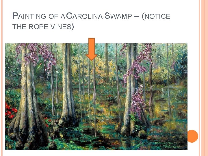 PAINTING OF A CAROLINA SWAMP – (NOTICE THE ROPE VINES) 