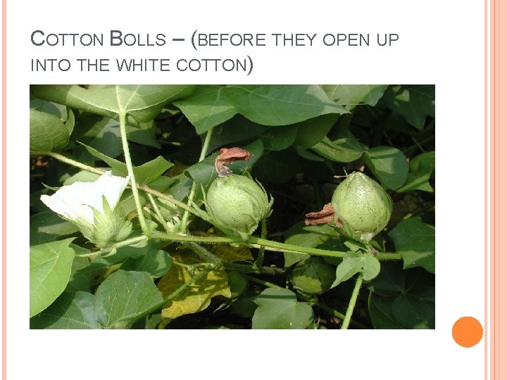 COTTON BOLLS – (BEFORE THEY OPEN UP INTO THE WHITE COTTON) 