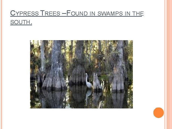 CYPRESS TREES – FOUND IN SWAMPS IN THE SOUTH. 
