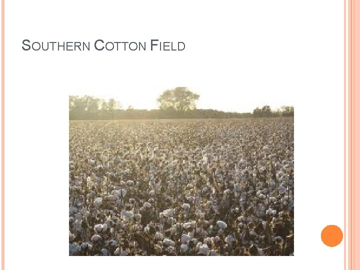 SOUTHERN COTTON FIELD 