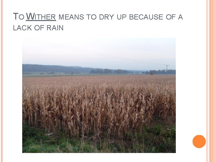 TO WITHER MEANS TO DRY UP BECAUSE OF A LACK OF RAIN 