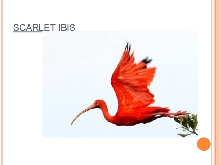 SCARLET IBIS 