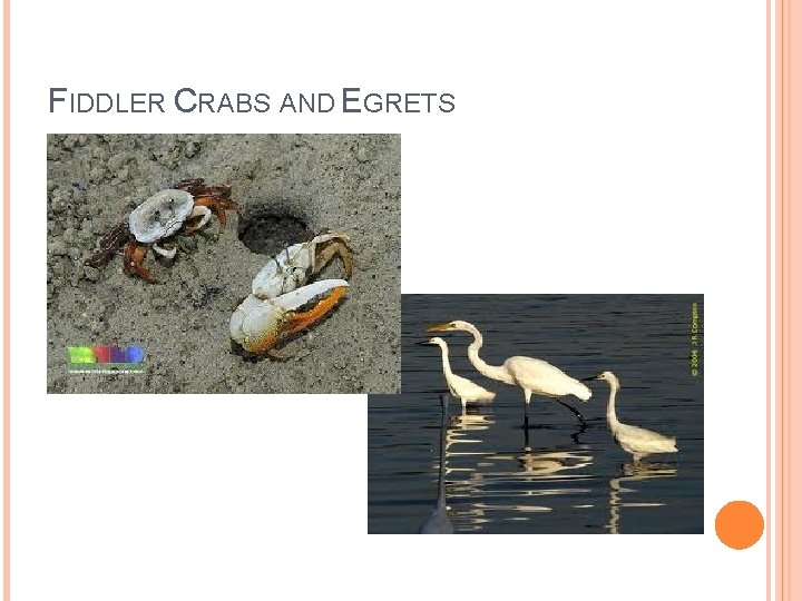 FIDDLER CRABS AND EGRETS 