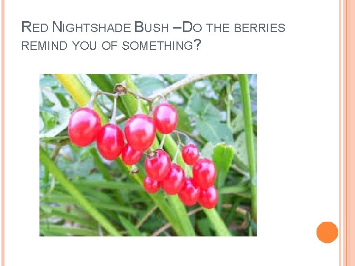 RED NIGHTSHADE BUSH – DO THE BERRIES REMIND YOU OF SOMETHING? 