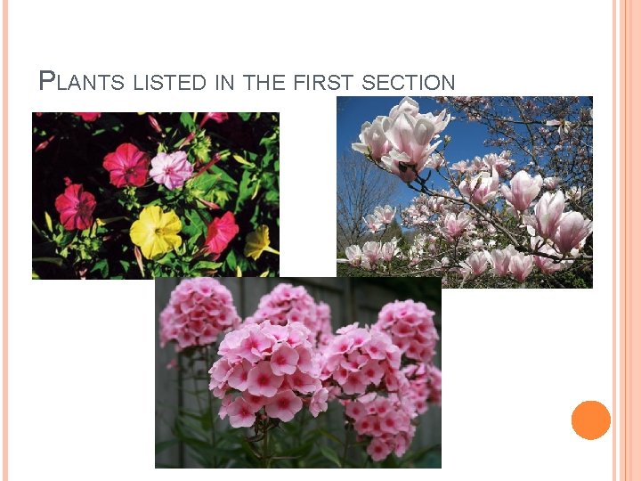 PLANTS LISTED IN THE FIRST SECTION 
