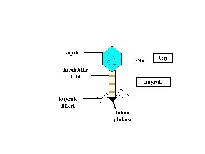 kapsit DNA kasılabilir kılıf baş kuyruk lifleri taban plakası 