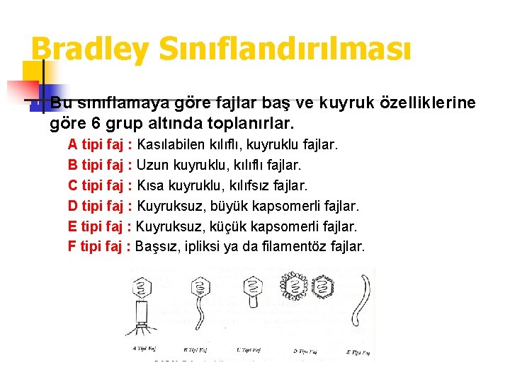 Bradley Sınıflandırılması n Bu sınıflamaya göre fajlar baş ve kuyruk özelliklerine göre 6 grup