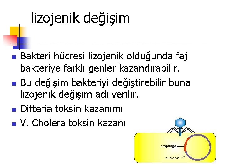 lizojenik değişim n n Bakteri hücresi lizojenik olduğunda faj bakteriye farklı genler kazandırabilir. Bu