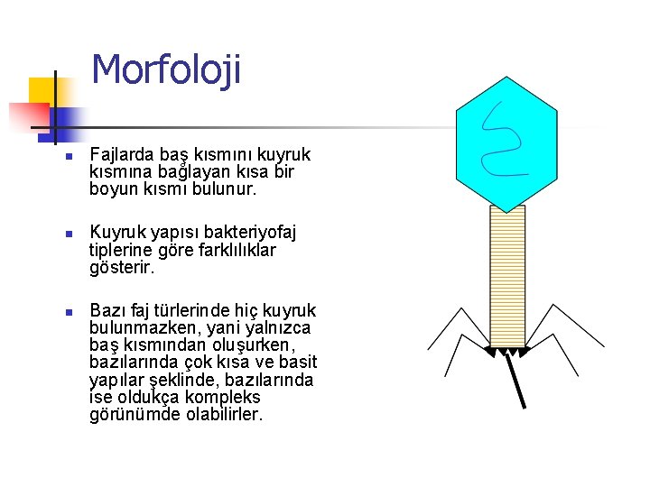 Morfoloji n n n Fajlarda baş kısmını kuyruk kısmına bağlayan kısa bir boyun kısmı