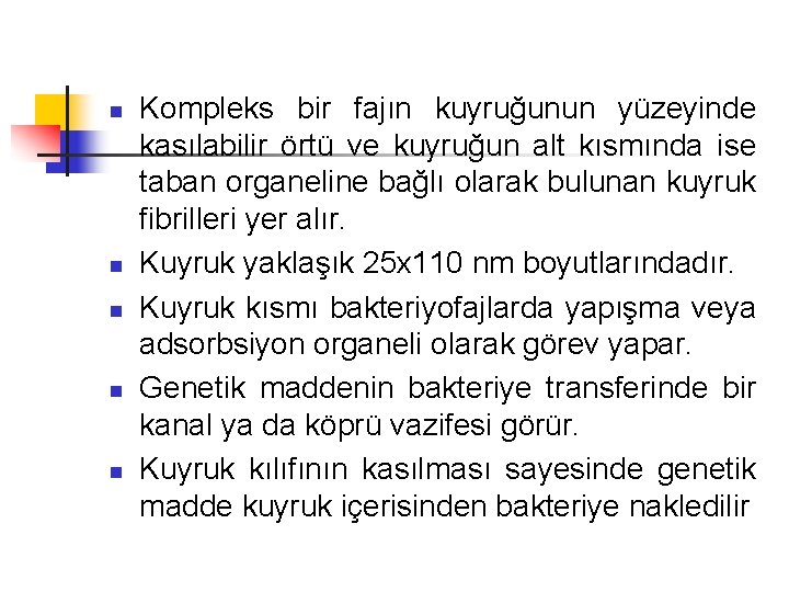 n n n Kompleks bir fajın kuyruğunun yüzeyinde kasılabilir örtü ve kuyruğun alt kısmında