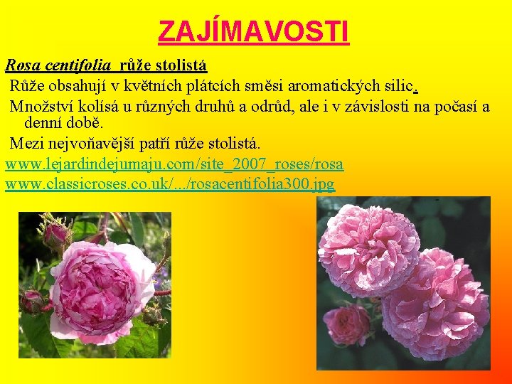 ZAJÍMAVOSTI Rosa centifolia růže stolistá Růže obsahují v květních plátcích směsi aromatických silic. Množství