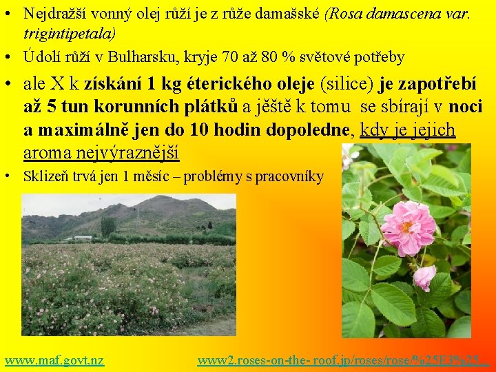  • Nejdražší vonný olej růží je z růže damašské (Rosa damascena var. trigintipetala)