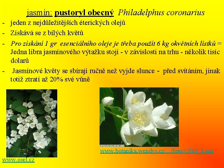 jasmín: pustoryl obecný Philadelphus coronarius - jeden z nejdůležitějších éterických olejů - Získává se