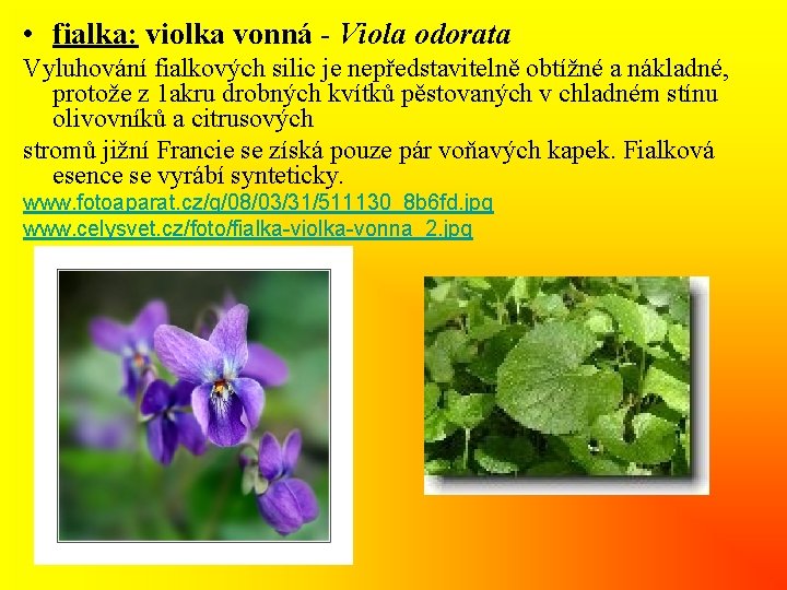  • fialka: violka vonná - Viola odorata Vyluhování fialkových silic je nepředstavitelně obtížné