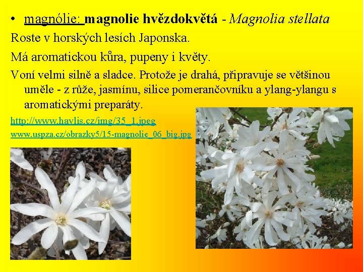 • magnólie: magnolie hvězdokvětá - Magnolia stellata Roste v horských lesích Japonska. Má