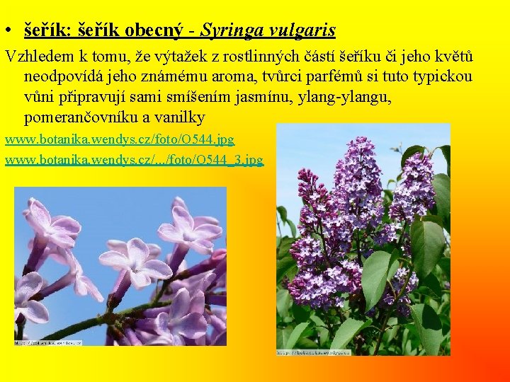  • šeřík: šeřík obecný - Syringa vulgaris Vzhledem k tomu, že výtažek z