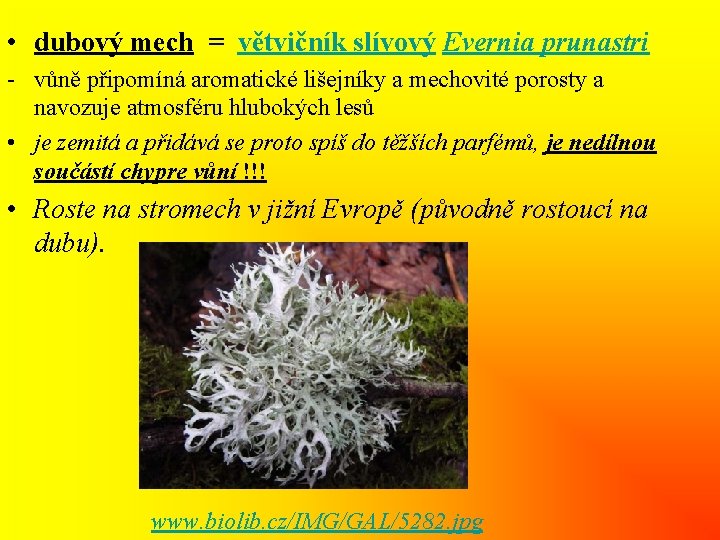  • dubový mech = větvičník slívový Evernia prunastri - vůně připomíná aromatické lišejníky