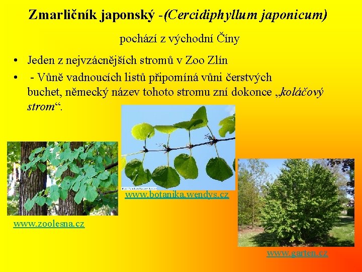 Zmarličník japonský -(Cercidiphyllum japonicum) pochází z východní Číny • Jeden z nejvzácnějších stromů v