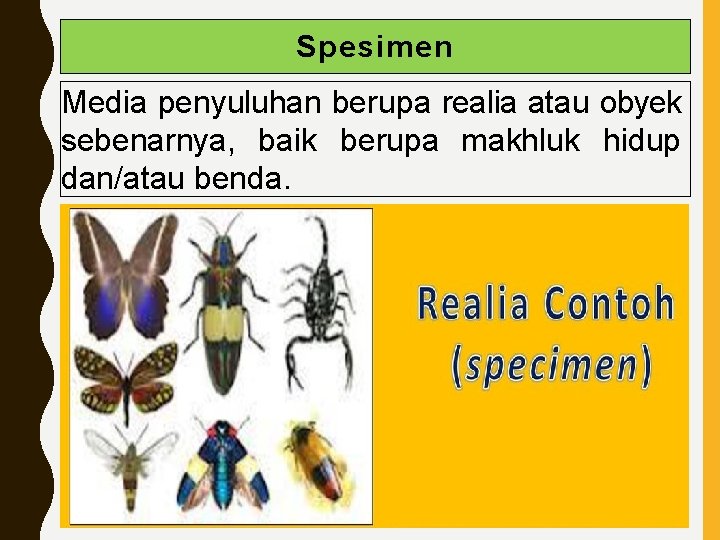 Spesimen Media penyuluhan berupa realia atau obyek sebenarnya, baik berupa makhluk hidup dan/atau benda.